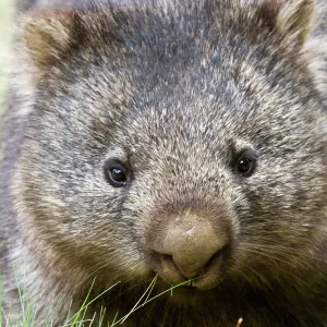 Australian wombat