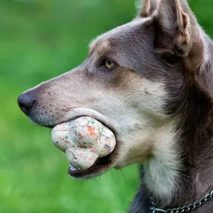 Australian Working Kelpie Print