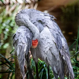 Australias crane: the Brolga