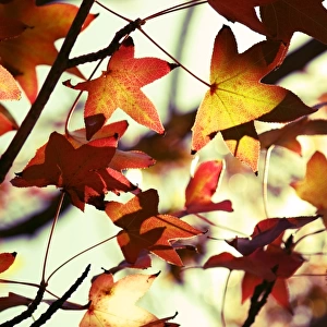 autumn beauty