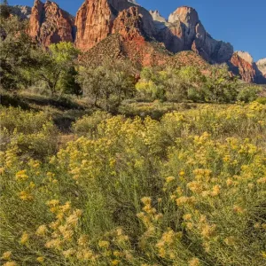 Autumn blooms in Zion national park, USA Autumn blooms in Zion national park, USA