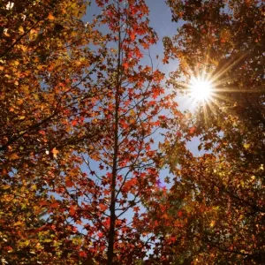 autumn colour leaves with sun star autumn colour leaves with sun star
