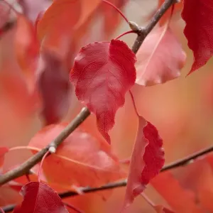 Autumn colours