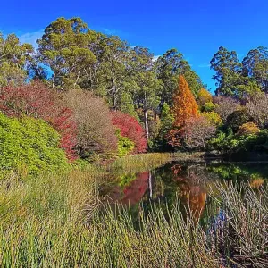 Autumn colours in the Dandenong Ranges National Park, Victoria, Australia Autumn colours in the Dandenong Ranges National Park, Victoria, Australia