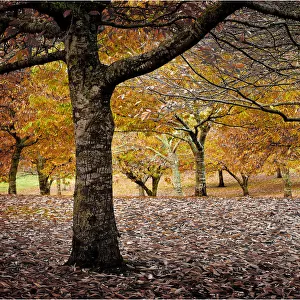 Autumn foliage in a Chestnut Orchard, Mount Macedon, Victoria