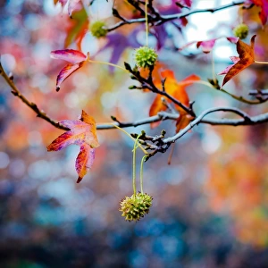 Autumn foliage and fruits of sweetgum tree