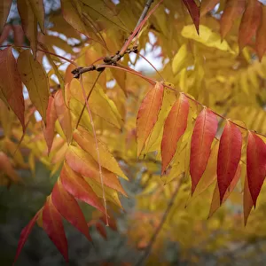 Autumn Leaf Colours - Western Australia