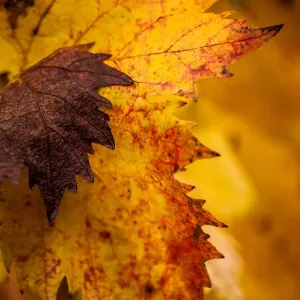 Autumn Leaves