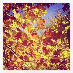 Autumn leaves