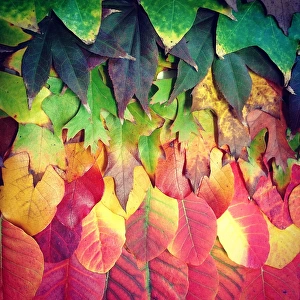 Autumn leaves arranged into colorful rainbow