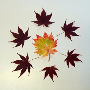 Autumn leaves arranged into symmetrical pattern