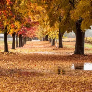 Autumn showers