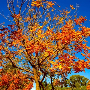 An Autumn Tree with Yellow, Orange and Red Leaves Against the Clear Blue Sky in Australia