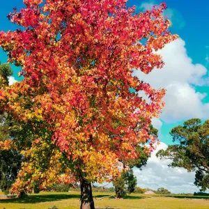 Autumn View Autumn View