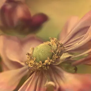 Autumn Warmth, Japanese windflowers