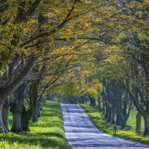 Avenue of Beech trees, Badbury rings, Dorset, England, United Kingdom