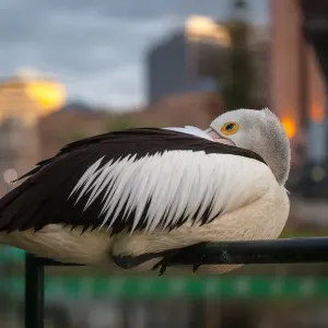 Le pélican maladroit s'endort sur un garde-corps.