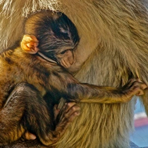 Baby barbary macaque holding to its mother