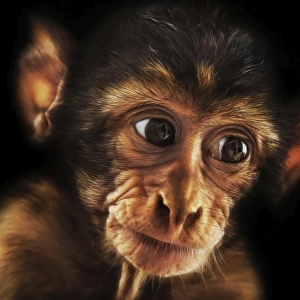 Baby Barbary Macaque (Macaca sylvanus)