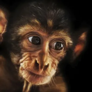 Baby Barbary Macaque (Macaca sylvanus)