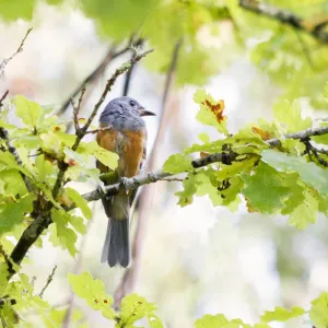 A baby Black Faced Monarch