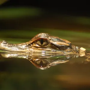 Baby crocodile