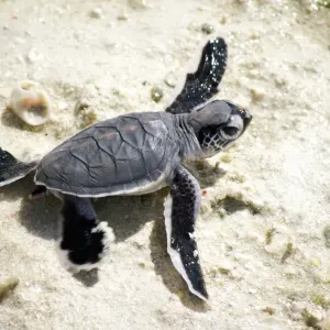 Baby Green Sea Turtle on a beach