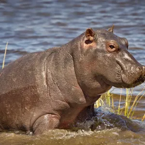 Baby Hippo Print, Chobe River Scene