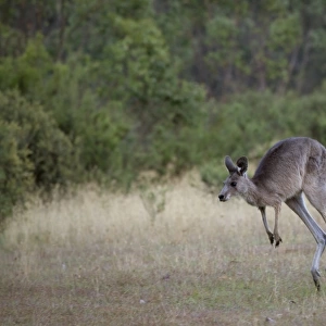 Baby kangaroo following its mother in Jindabyne, New South Wales, Australia