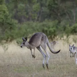 Baby kangaroo following its mother in Jindabyne, New South Wales, Australia