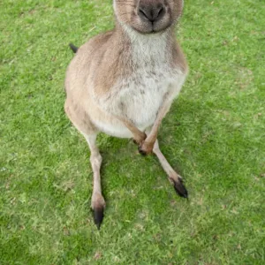 A baby kangaroo looking at the camera