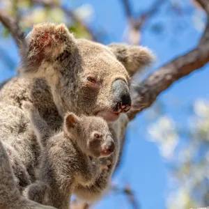 A baby koala and mother sitting in a gum tree