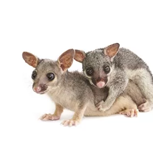 Baby possums hugging