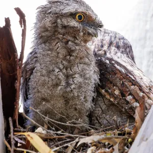 Baby Tawny Frogmouth in a nest on a tree branch looking down at the camera (Podargus Strigoides) Baby Tawny Frogmouth in a nest on a tree branch looking down at the camera (Podargus Strigoides)
