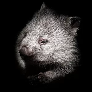 Baby wombat portrait