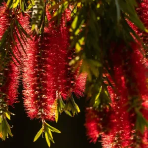 Backlit Bottlebrush flowers Backlit Bottlebrush flowers
