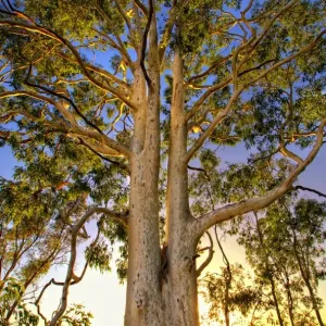 Backlit giant gum tree