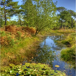 Backwater in the Arne Forest of Dorest, England
