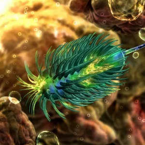 bacteria bacteria