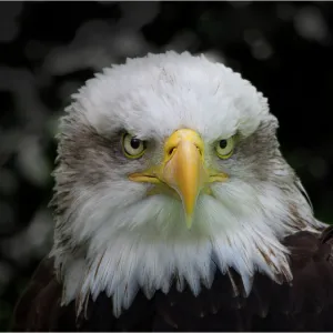 Bald Eagle portrait