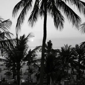 Bali Palms