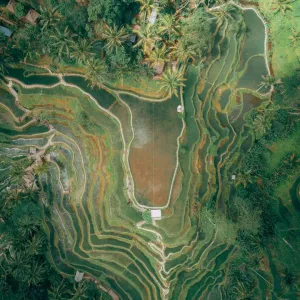 Bali Rice Terraces Bali Rice Terraces