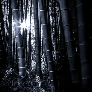 The bamboo grove with late afternoon sunlight