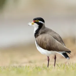 Banded Lapwing