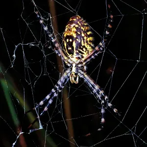Banded Orb-weaving Spider, Argiope trifasciata Banded Orb-weaving Spider, Argiope trifasciata