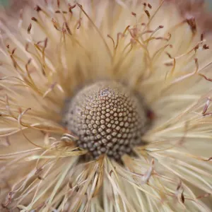 Banksia