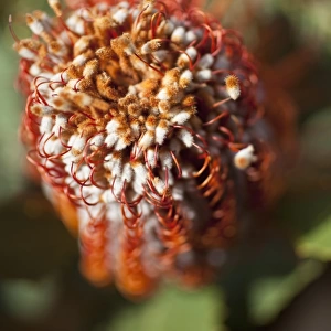 Detail of a Banksia flower