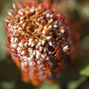 Detail of a Banksia flower