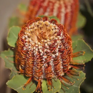 Detail of a Banksia flower