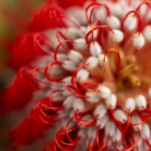 Banksia Flower